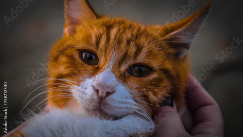 Obraz na płótnie Cats from cyprus