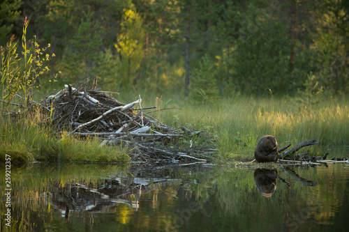 Eurasian beaver sitting near lake in forest photo
