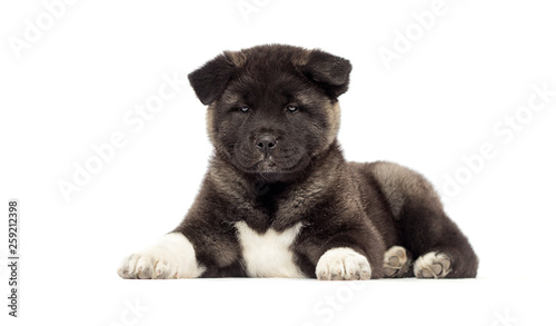 little puppies of american akita breed on white background