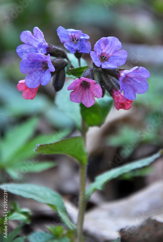 Lungwort (Pulmonaria) blooms in the wild spring forest