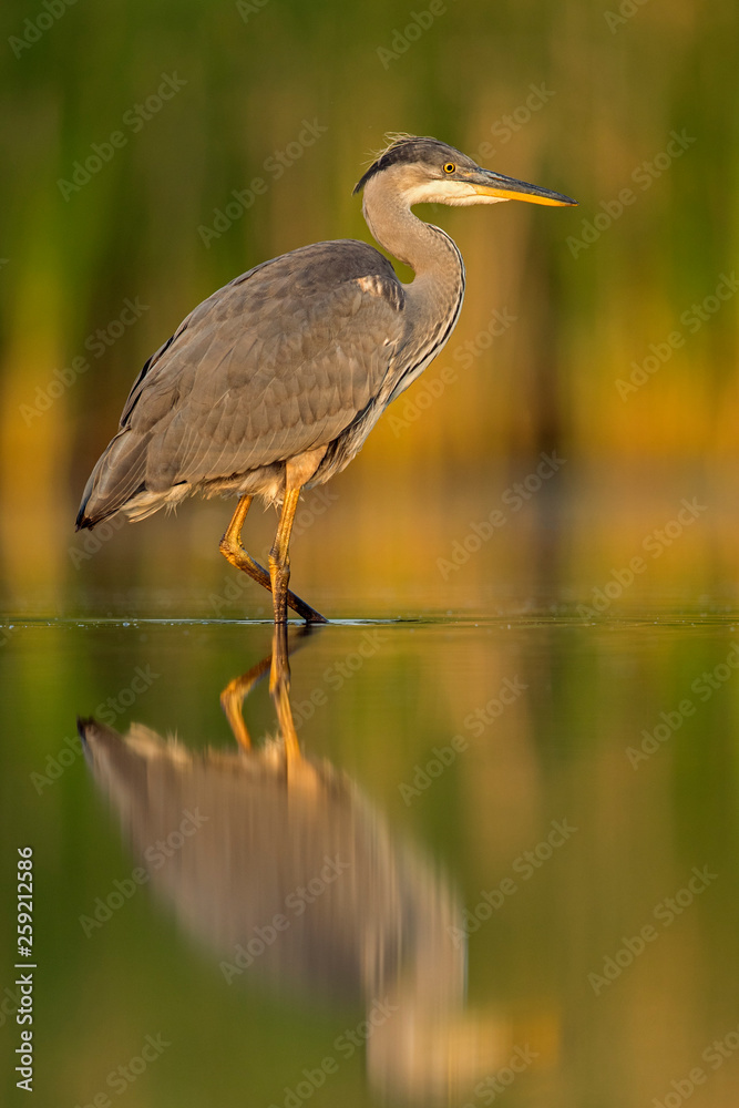 Grey heron standing in pond at Valkenhorst Nature Reserve Grey heron standing in pond at Valkenhorst Nature Reserve