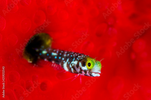 Spinyhead blenny fish in sea photo