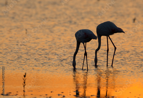 Silhouette of Greater Flamingo, Bahrain 