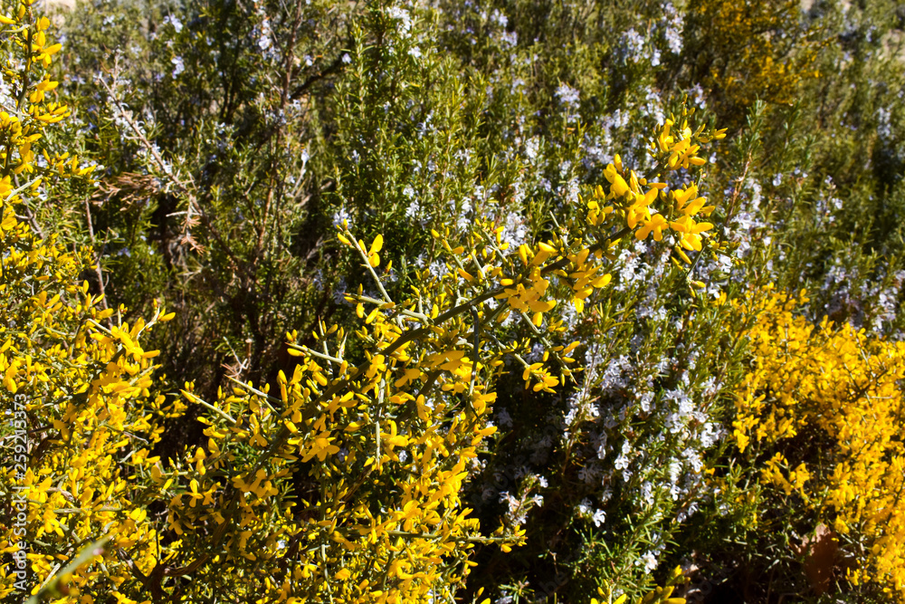 bush plant with yellow flowers and thorns called aliaga, genista scorpius in latin, in front of some bushes called rosemary with fragrance purple flowers and green leaves. Horizontal bush plant with yellow flowers and thorns called aliaga, genista scorpius in latin, in front of some bushes called rosemary with fragrance purple flowers and green leaves. Horizontal