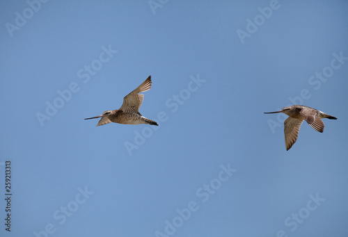 Bar-tailed godwit at Eker coast, Bahrain 