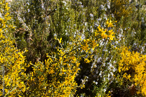 bush plant with yellow flowers and thorns called aliaga, genista scorpius in latin, in front of some bushes called rosemary with fragrance purple flowers and green leaves. Horizontal