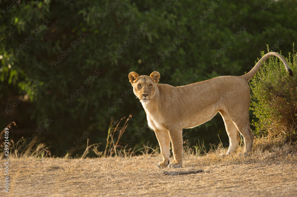 A lioness marking her territory, Masai Mara, Kenya A lioness marking her territory, Masai Mara, Kenya