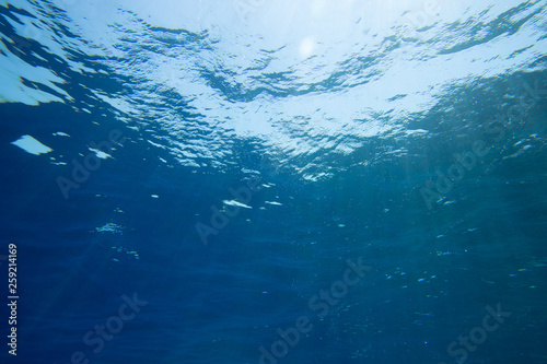Fototapeta Naklejka Na Ścianę i Meble -  Tranquil underwater scene with copy space