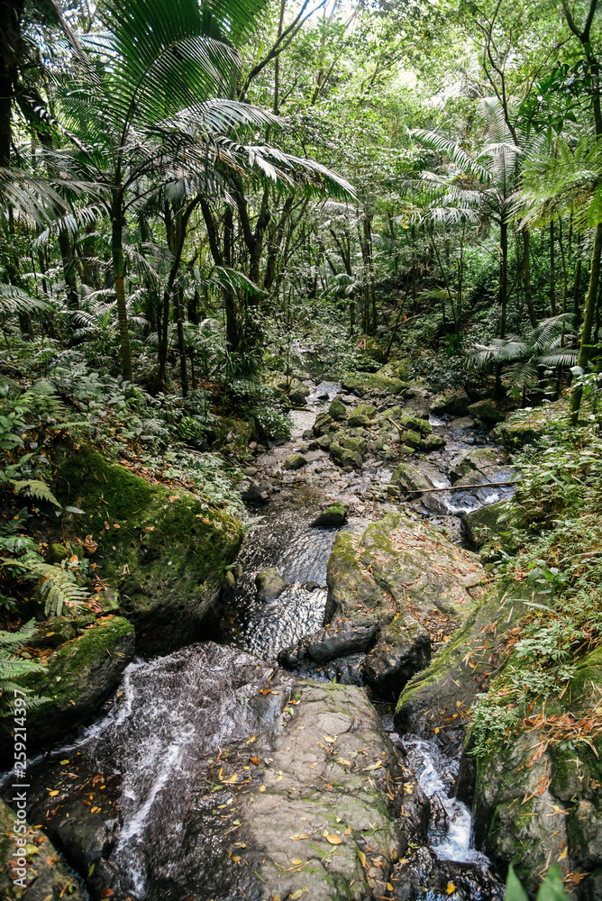La Mina River in El Yunque National Forest in Puerto Rico La Mina River in El Yunque National Forest in Puerto Rico