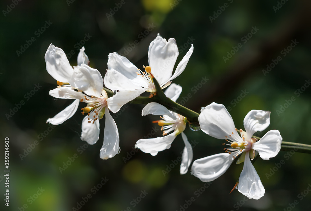 Obraz premium poncirus trifoliata