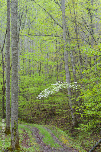 Fototapeta Naklejka Na Ścianę i Meble -  Dogwood Trees blooming in the Great Smoky Mountains in spring season.