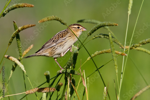 Female Bobolink (dolichonyx oryzivorus) photo