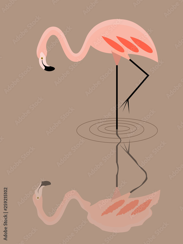 Flamingos in water Flamingos in water