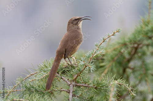 California Thrasher