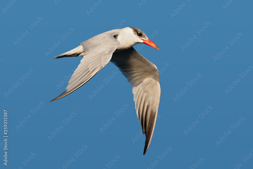Caspian Tern (Hydroprogne caspia) Caspian Tern (Hydroprogne caspia)