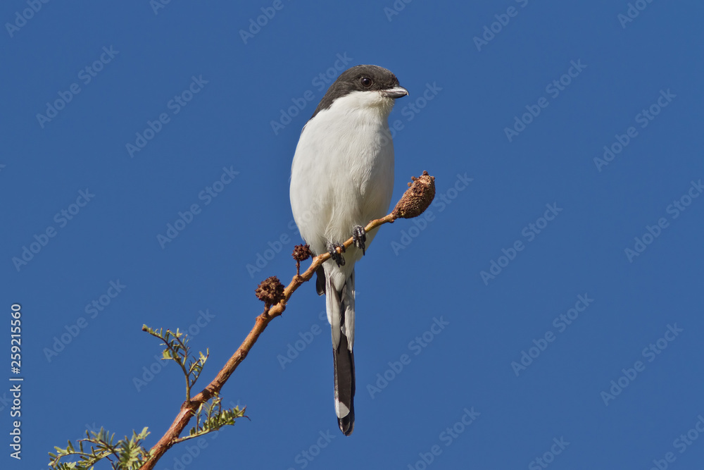 Common Fiscal (Lanius collaris) Common Fiscal (Lanius collaris)