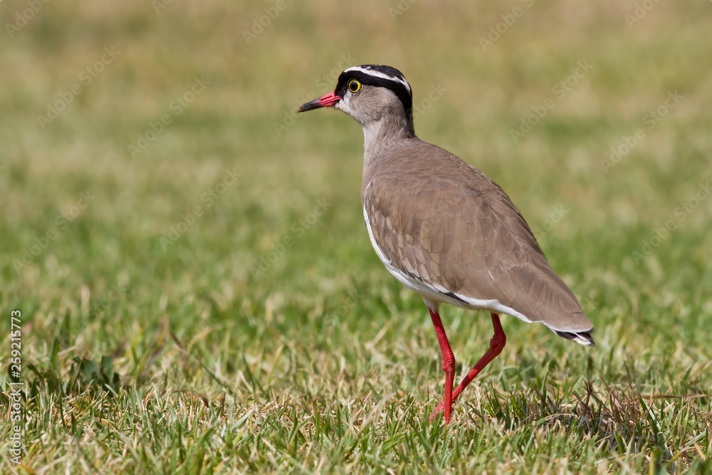 Crowned Lapwing (Vanellus coronatus) Crowned Lapwing (Vanellus coronatus)
