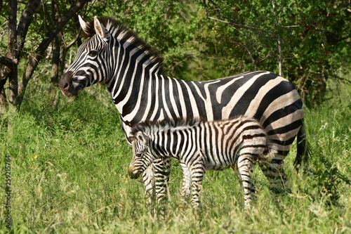 cute young zebra with its mum Kruger national park South Africa