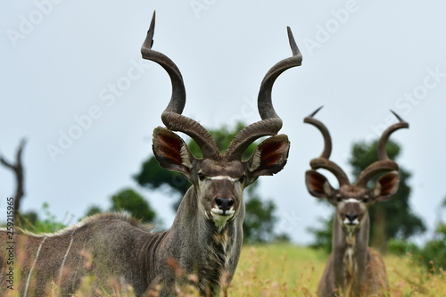 proud male of kudu antelope with its antlers,Kruger national park