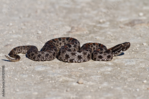 Dusky Pygmy Rattlesnake (Sistrurus milarius barbouri)
