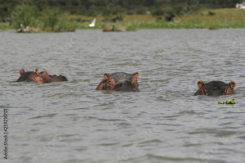 Family of Hippopotamus, Hippopotamus amphibius, partially submerged in water with with amusing ears, Lake Naivasha, Kenya.
