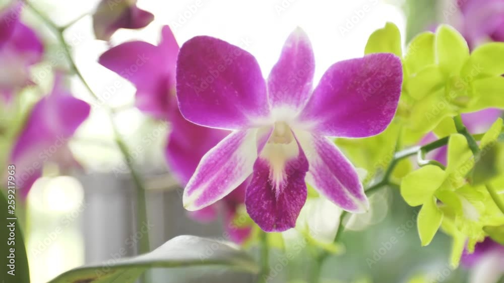 Orchid flower in orchid garden . beauty and agriculture idea concept design. Orchid flower in orchid garden . beauty and agriculture idea concept design.