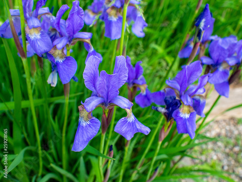 close view of purple iris flowers in the spring