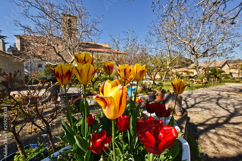 Spring flowers grace the countryside photo