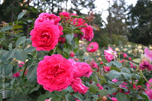 roses in the garden