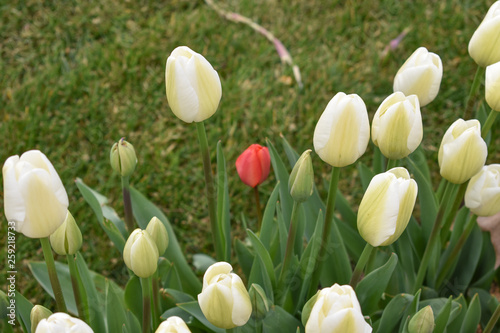 Tulip garden, in its colorful and natural environments, outdoor botanical