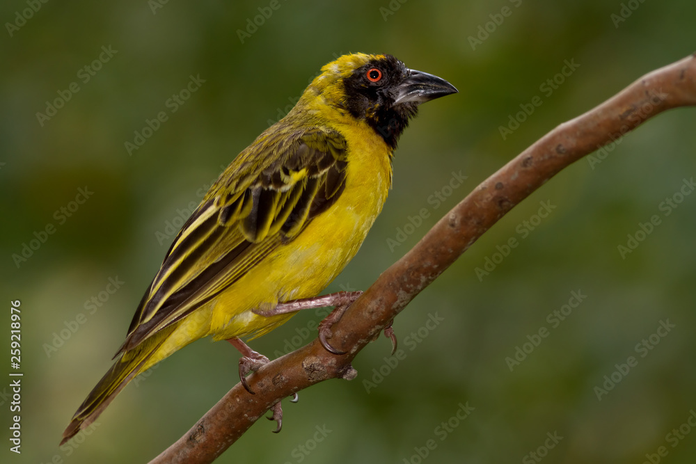 Fototapeta premium Southern Masked Weaver (Ploceus velatus)