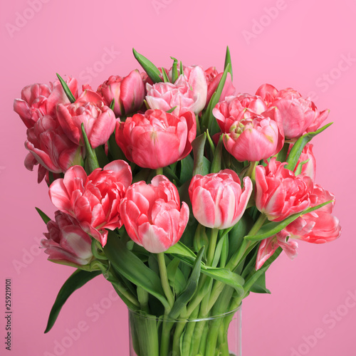 A bouquet of coral tulips isolated on a pink background.