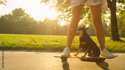 Foto CLOSE UP: Senior dog sitting on longboard as its owner speeds through the park