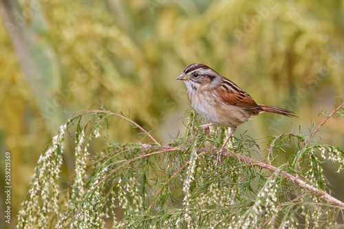Swamp Sparrow (Melospiza georgiana)