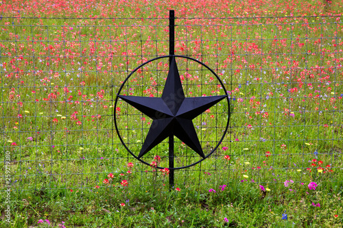 Texas Hill Country in Colorful Spring Bloom