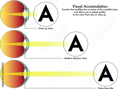 A medical diagram of visual accommodation, the function that modifies the curvature of the crystalline lens, and allows you to adapt quickly to the vision from afar or close up.