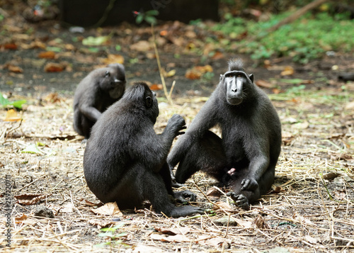 Closeup of a group of three sitting macaque monkeys. Two animals in the foreground seem to be communicating, a third monkey is sitting a little way behind - Location: Indonesia, Sulawesi