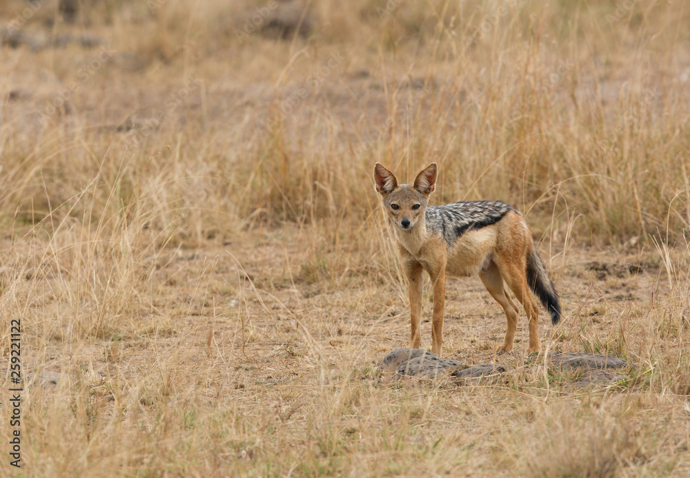 The black-backed jackal at Masai Mara, Kenya The black-backed jackal at Masai Mara, Kenya