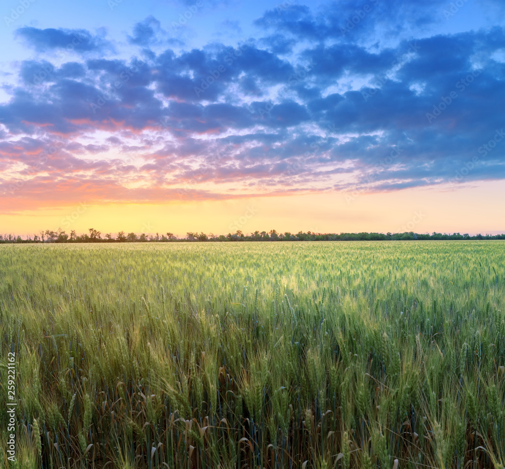 beautiful wheat field at sunset / agriculture fields of Ukraine countryside