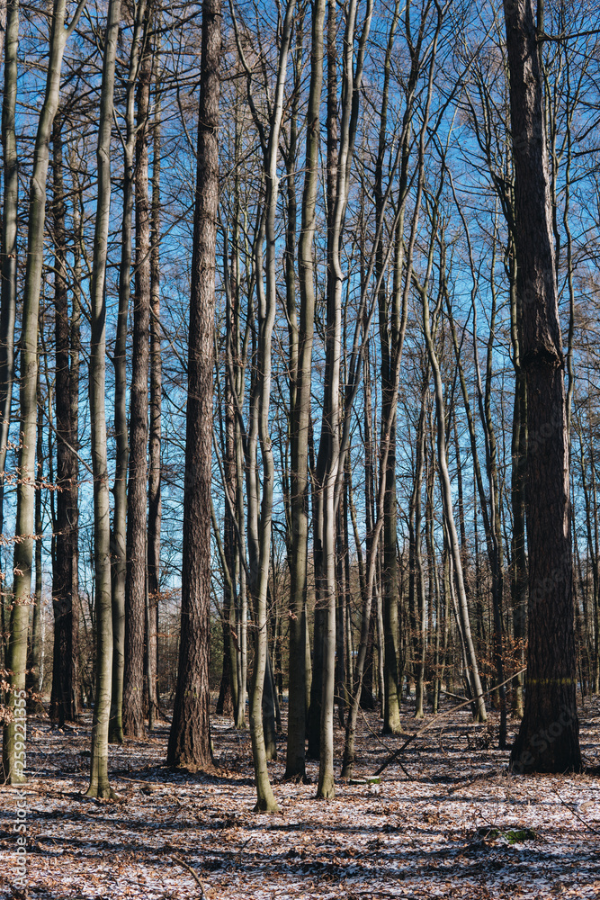 Fototapeta premium temperate broad-leaf forests in Poland