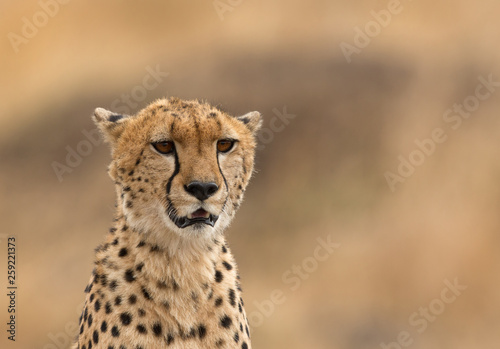 Portrait of a Cheetah, Masai Mara, Kenya