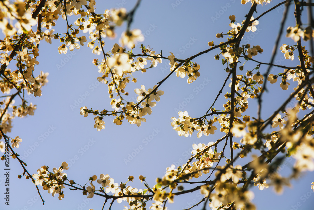 A beautiful spring white blooming flowers on the tree bloom on the branches of trees on a sunny day A beautiful spring white blooming flowers on the tree bloom on the branches of trees on a sunny day