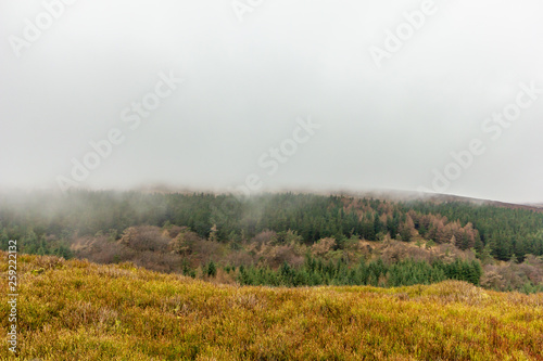 A view of a pine forest in the hill under misty cloud sky