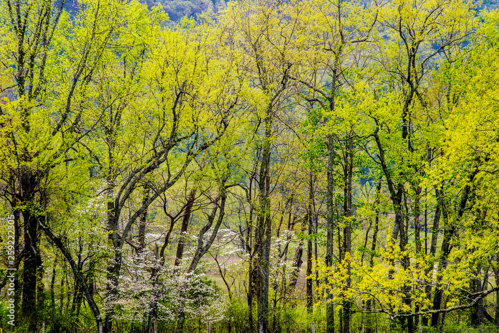 Scenics Dogwood Trees blooming in the landscape of Cades Cove. Scenics Dogwood Trees blooming in the landscape of Cades Cove.