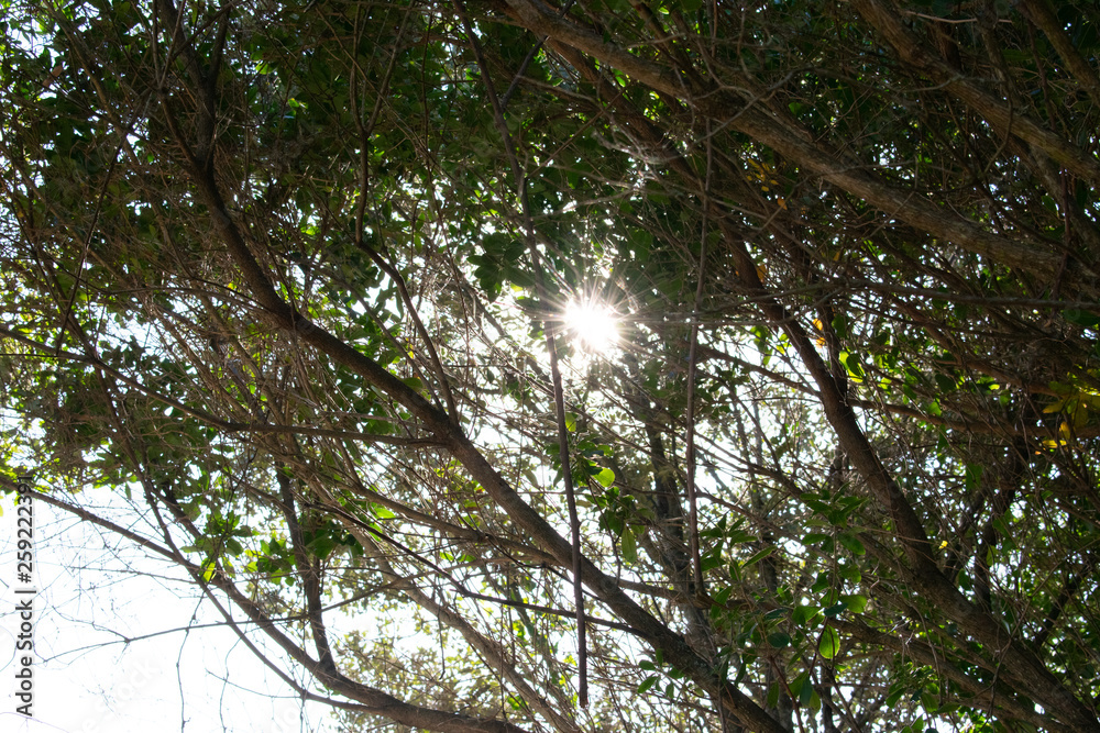 Fototapeta premium Árbol