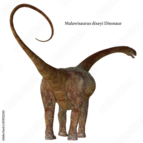 Malawisaurus Dinosaur Tail with Font - Malawisaurus was a herbivorous sauropod dinosaur that lived in Africa during the Cretaceous Period.