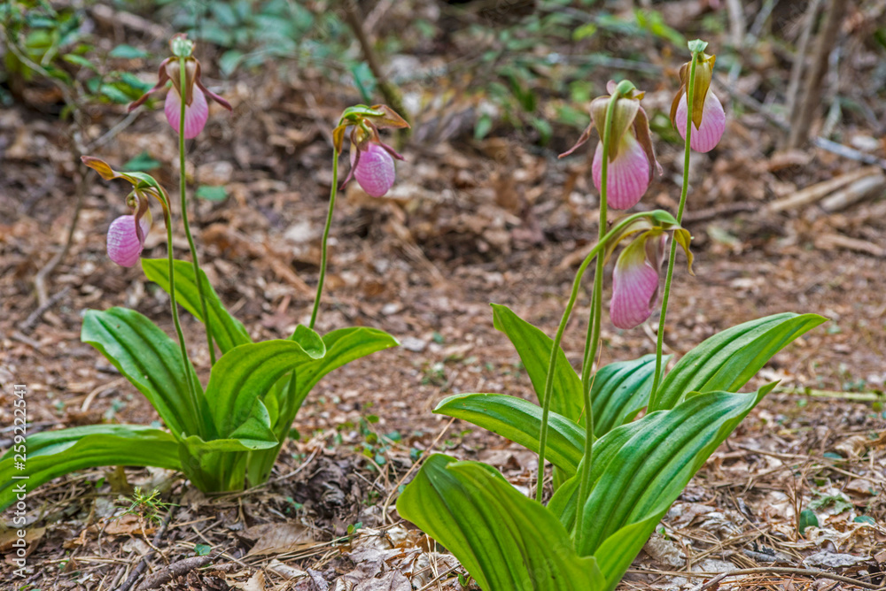 Cluster of pink Ladyslippers in bloom in the Smokies. Cluster of pink Ladyslippers in bloom in the Smokies.