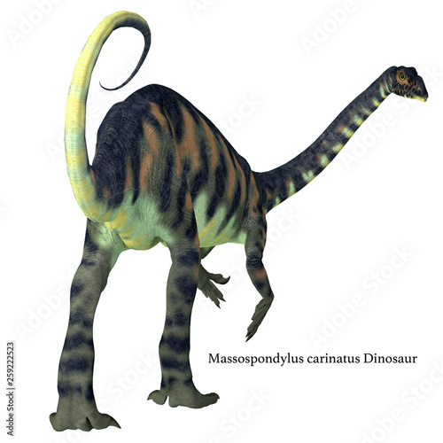 Massospondylus Dinosaur Tail with Font - Massospondylus was a herbivorous prosauropod dinosaur that lived in South Africa during the Jurassic Period.