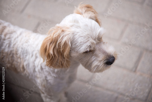 Little, lovely, fluffy, cute adult white and brown schnauzer dog is left alone at home. Concept of abandoned domestic animals and pets. Puppy is waiting for owner and feeling sad and depressed 