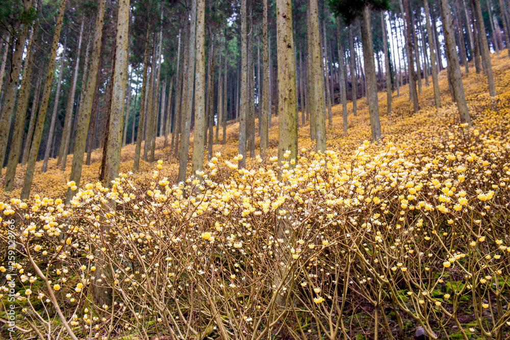 Obraz premium 九重のミツマタ